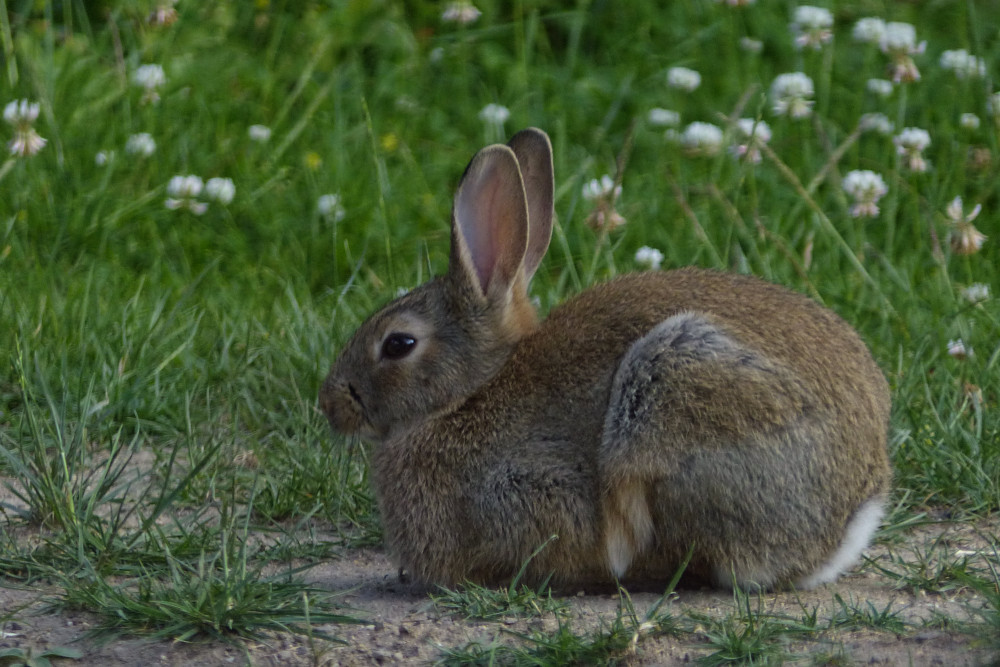 P1080893 Kaninchen ruht.JPG