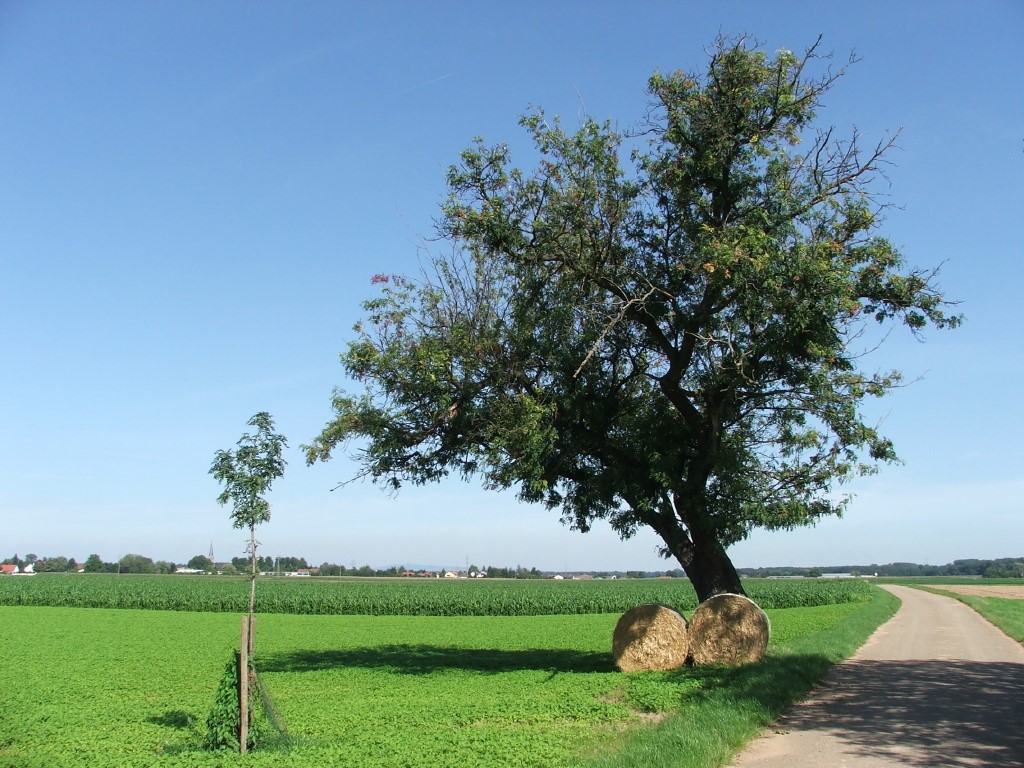 Speierling alt und jung_1.JPG