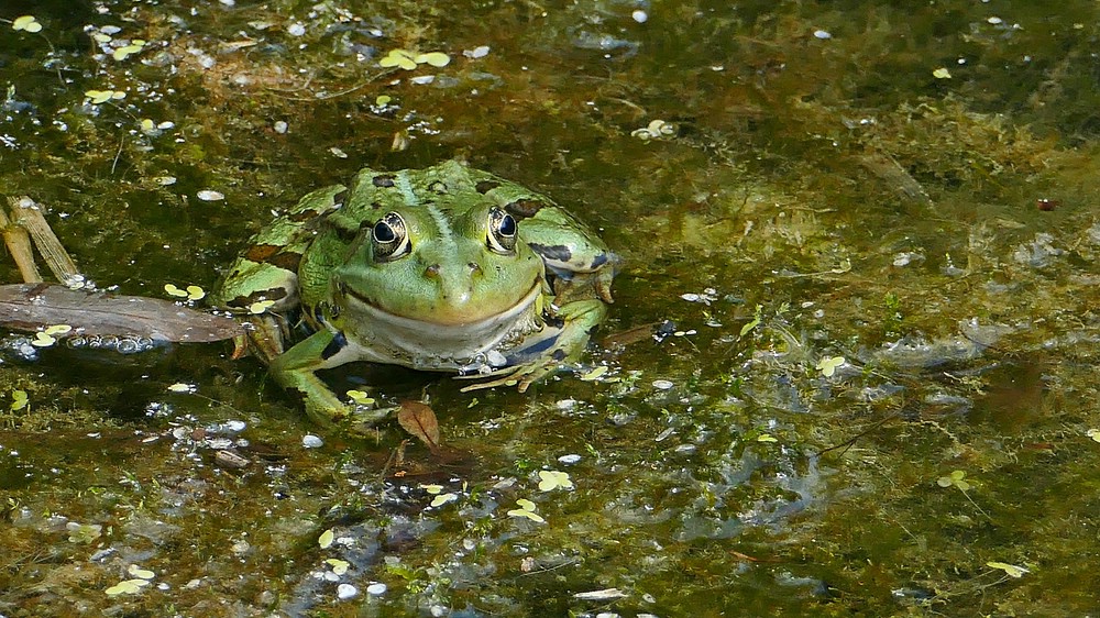 verkleinert .Frosch 02.jpg