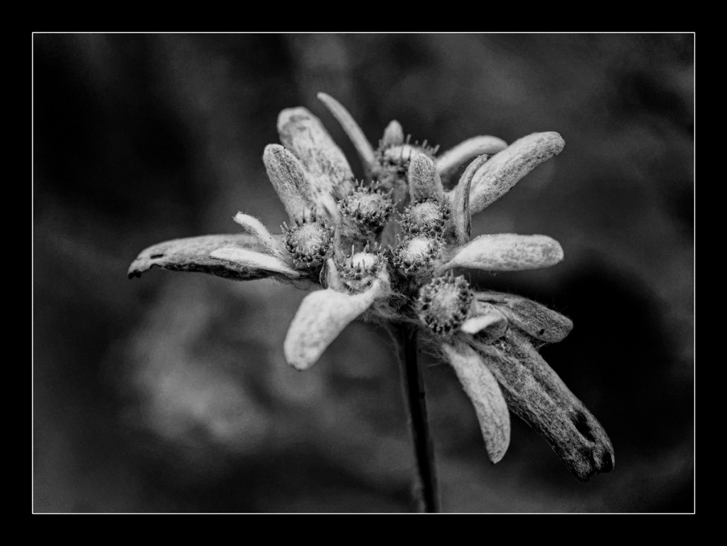 Edelweiss2_BW_1200px.jpg