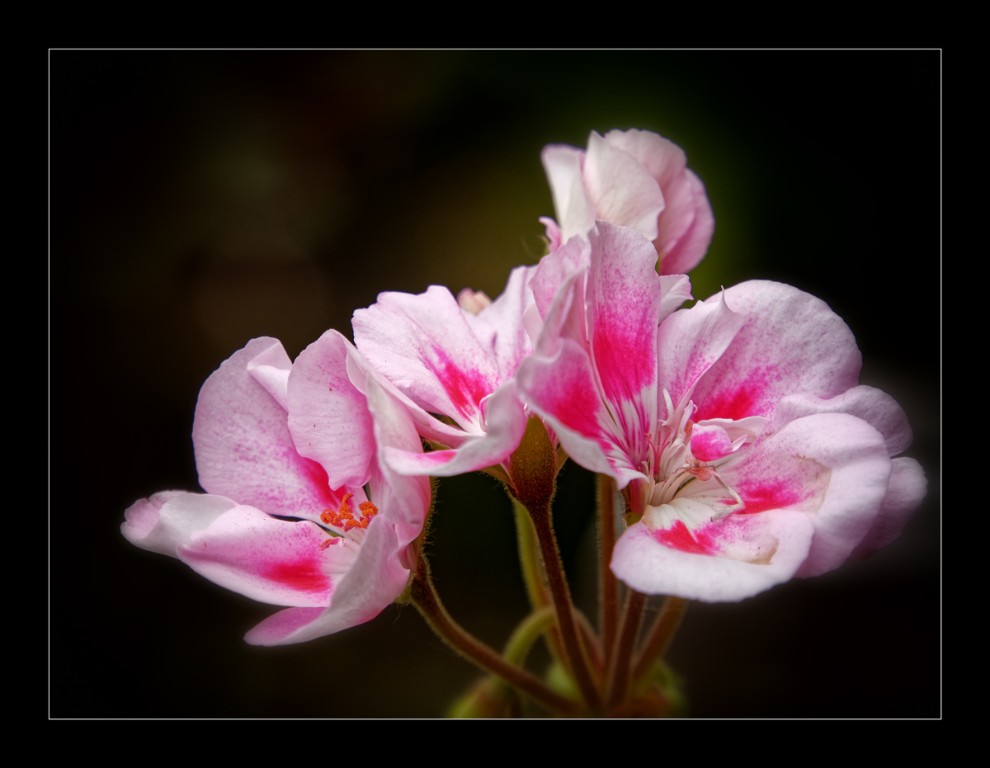 Geranie-rosa_1200px.jpg