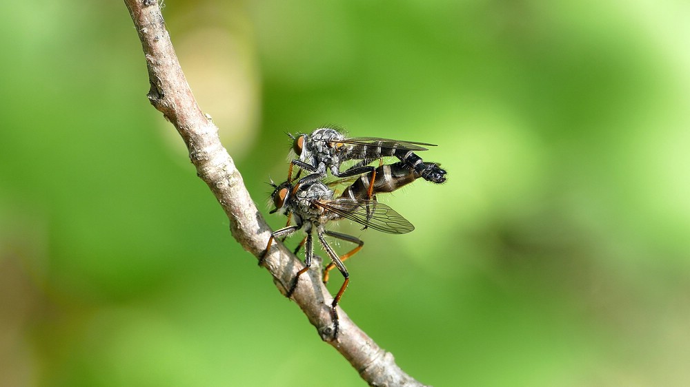 verkleinert .Fliegen 02 xx.jpg