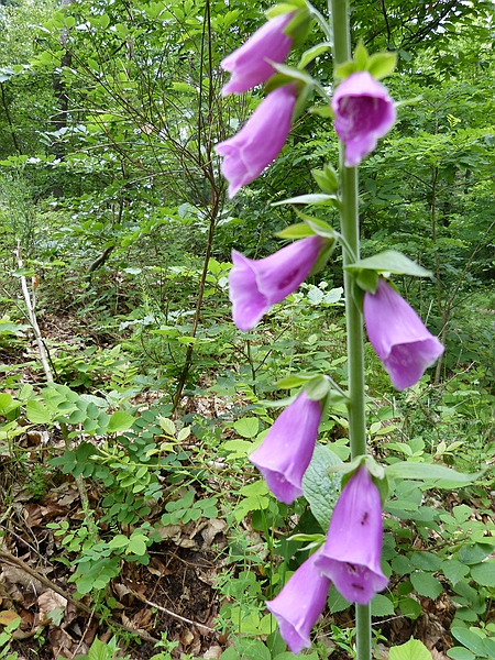 comp_P1070256.jpg