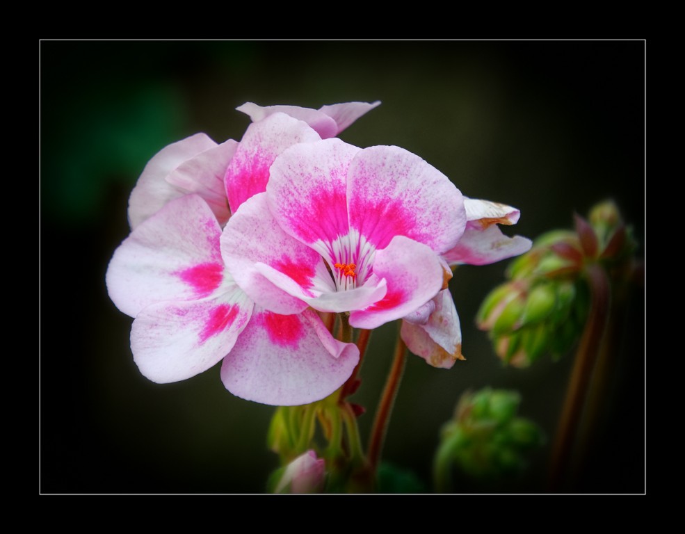 Pelargonie_rosa_1200px.jpg