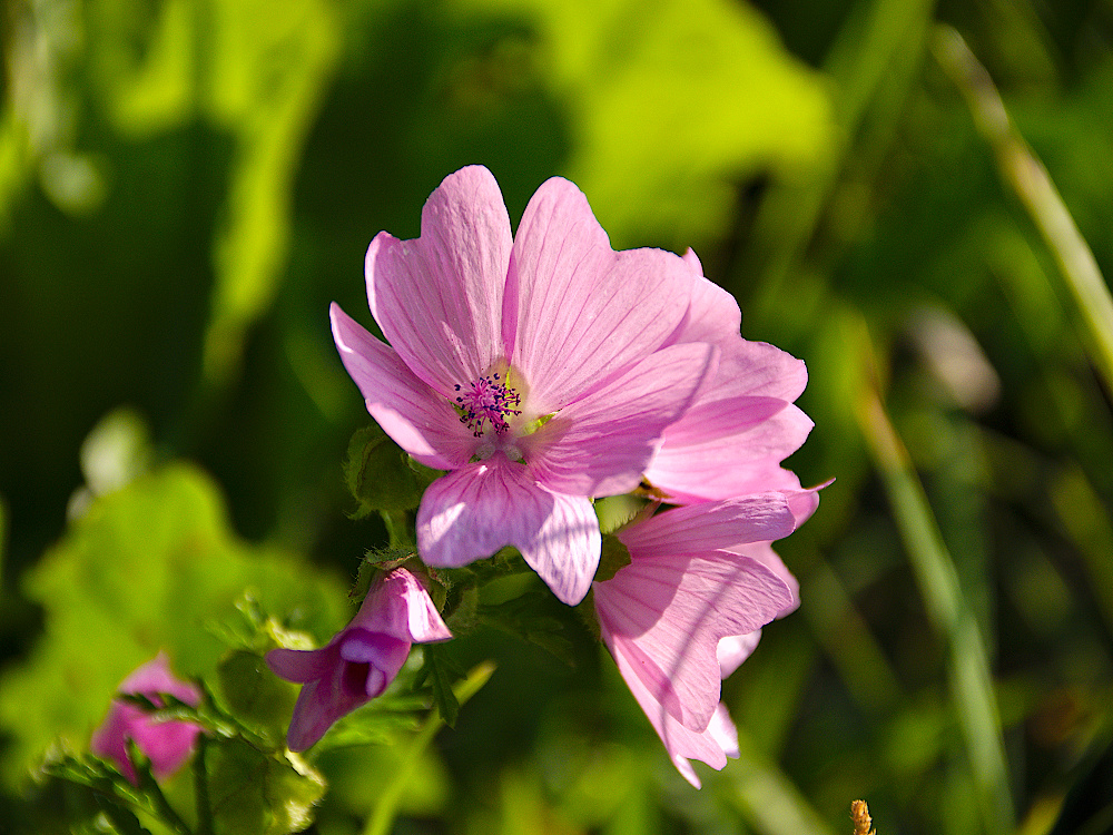 ImGarten_Juli2019_07_1000x750px.JPG