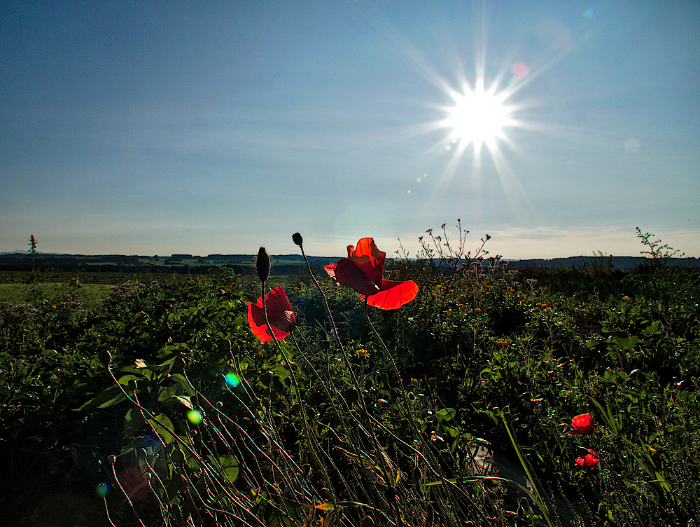 ImGarten_Juli2019_08_1000x752px.JPG