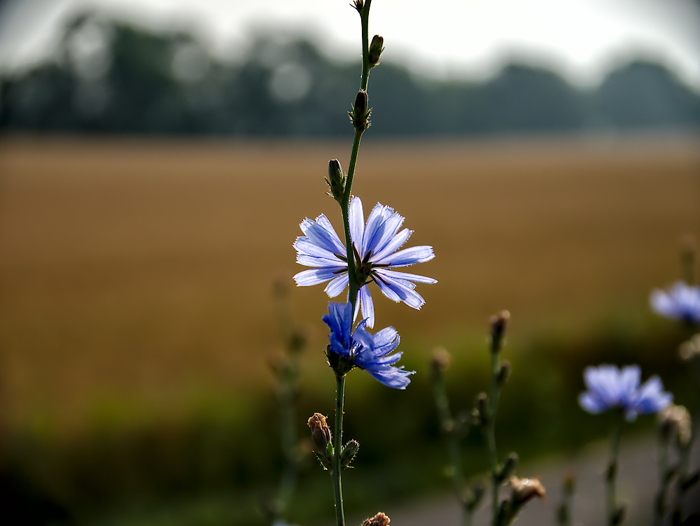 Gegenlicht_Juli2019_01_1000x752px.JPG