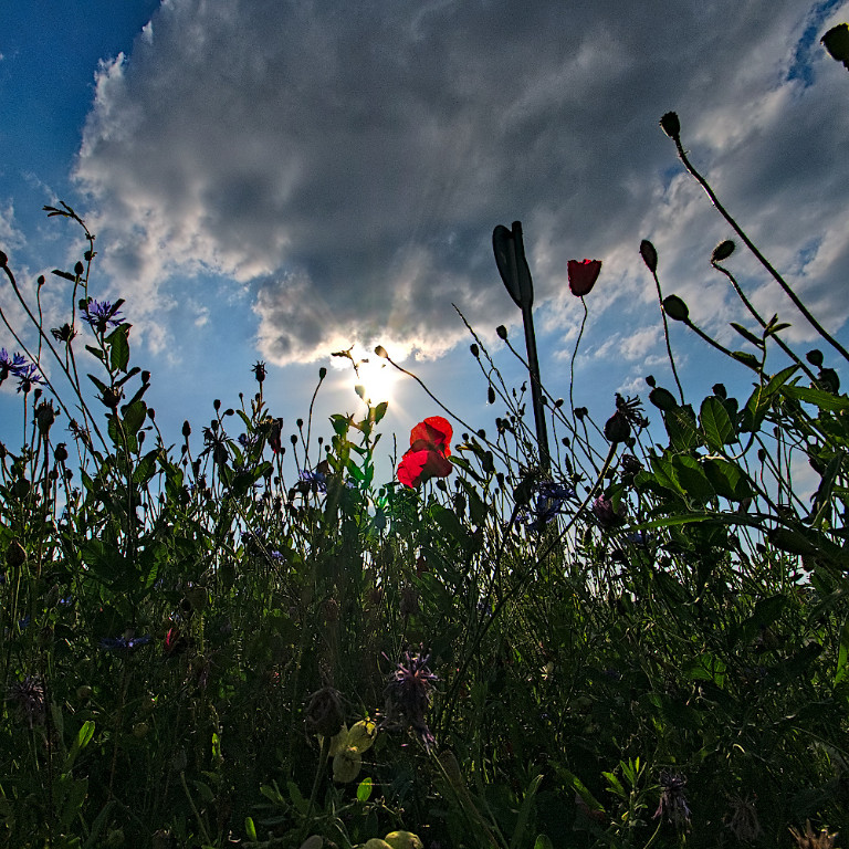 Mohn_Aug2019_01_1000x1000px.JPG