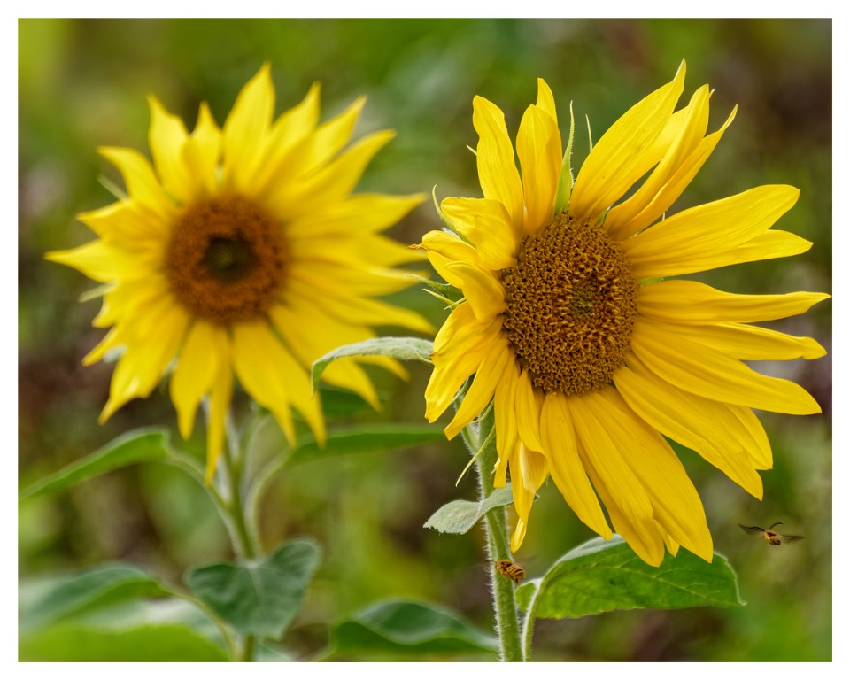 Sonnenblumen-Besuch-im-Anflug_1200px.jpg