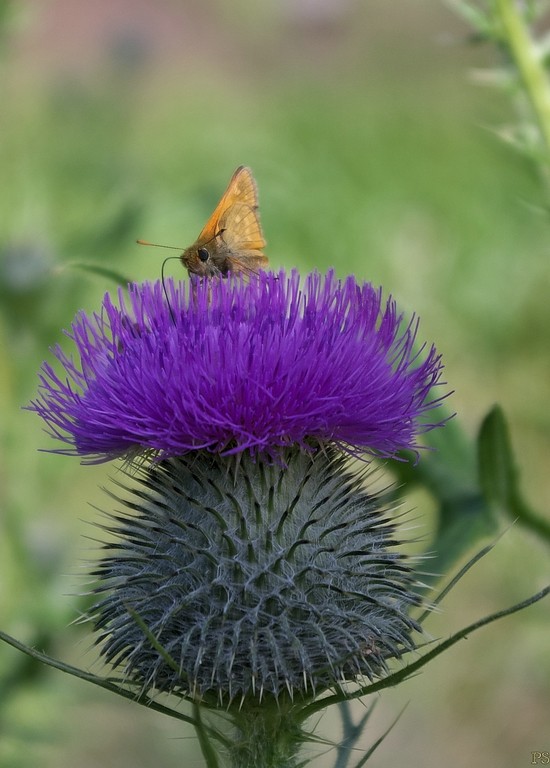 Dosenmoor 2019_3Dosenmoor 2019_ IMGP0182##.jpg