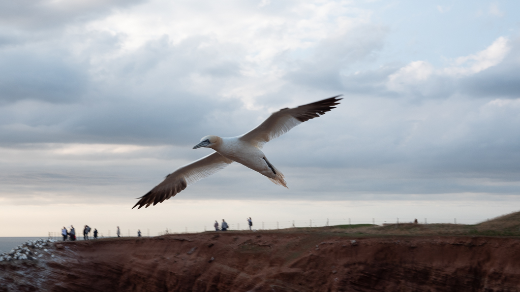 Helgoland-25 mm_P1019796.jpg