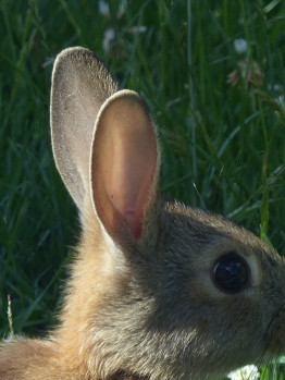 Kaninchenohr.JPG
