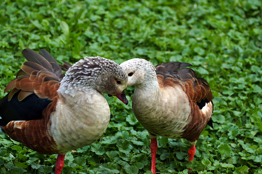 Orinocogans (Neochen jubata).jpg