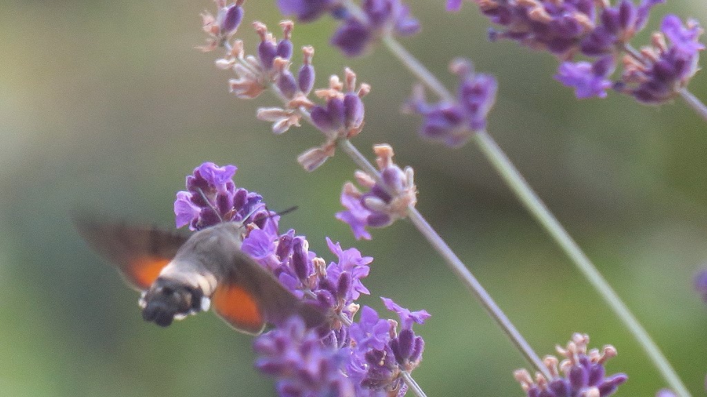 Lavendel und Taubenschw..JPG