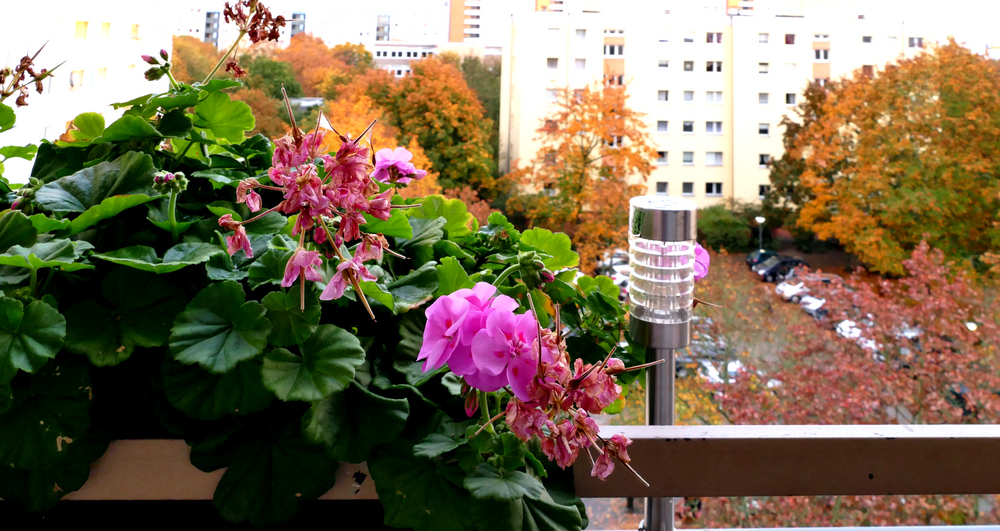 P1460581 Geranien verkl..jpg