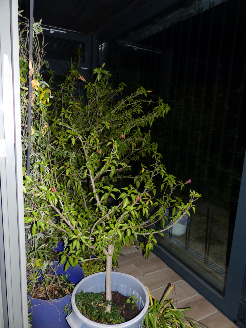 P1130570 verkleinert.JPG