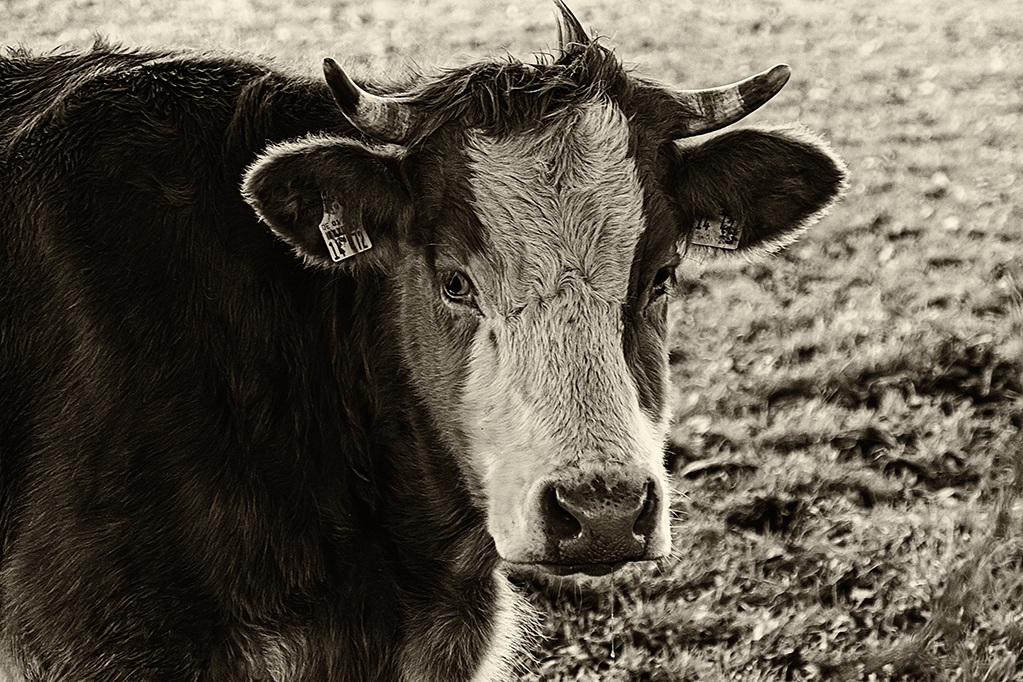 Rind-SW-Sepia-klein.jpg