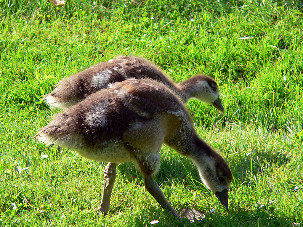 Junge Nilgänse im Gegenlicht.jpg