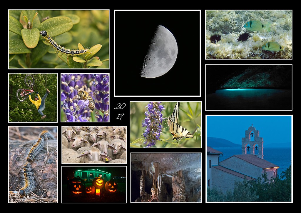 2019  Collage.jpg