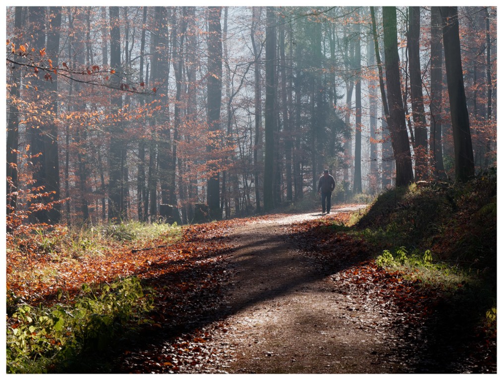 Waldweg_1200px.jpg