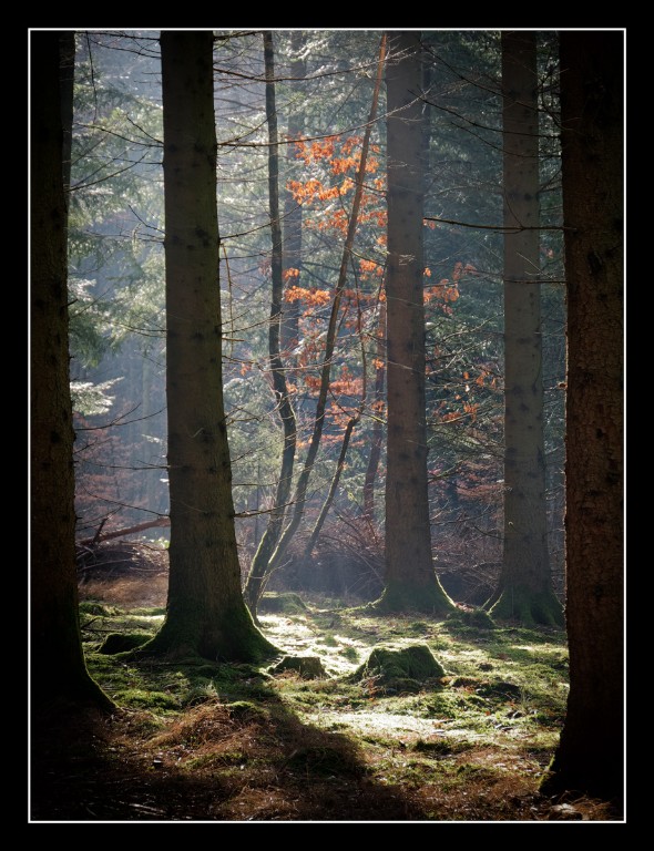 Waldlichtung_1200px.jpg