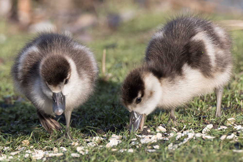 Nilgänse-1004553.jpg