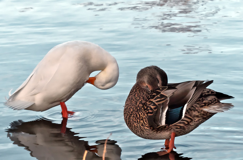 16_01_Harburg_Stadtpark_02.jpg