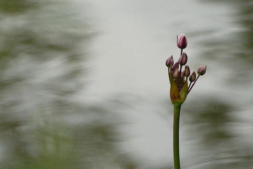 Schwanenblume.jpg