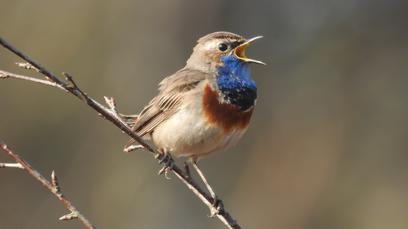 Blaukehlchen800-0705.jpg