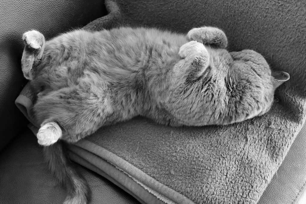 Unser Kater.JPG