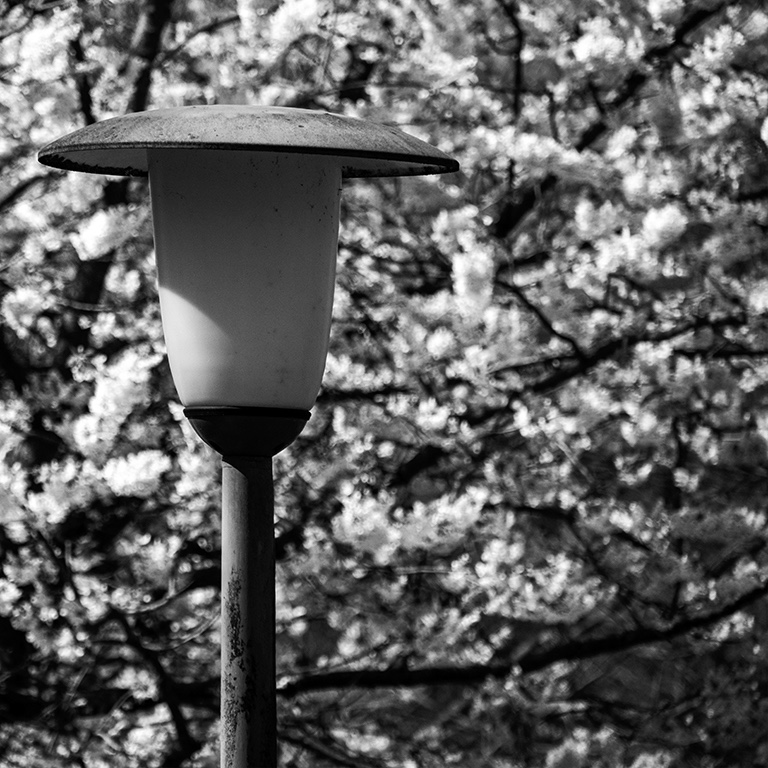 Laterne vorm Kirschbaum.jpg