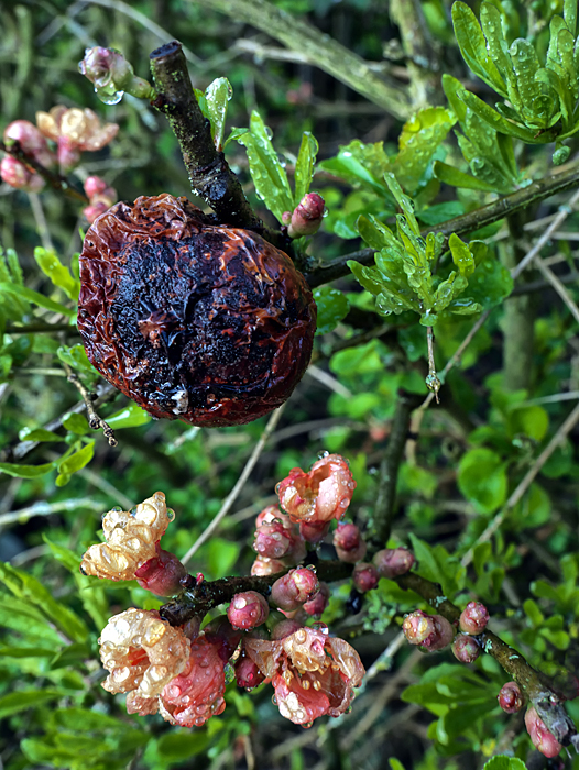 27_03_Harburg_Blüten_ausgetrocknete Frucht_02.jpg