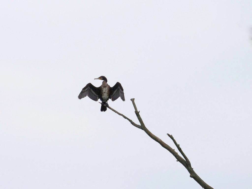 Kormoran auf halb Acht....jpg