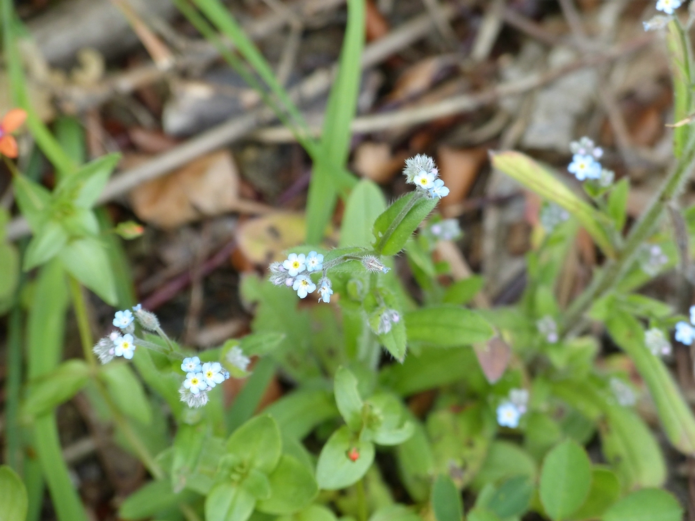 comp_P1000336.jpg
