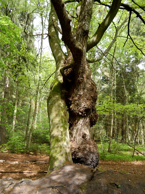 Eiche mit Buche2.jpg