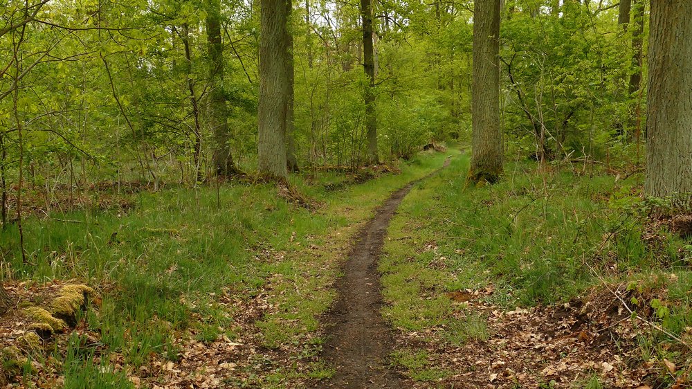 Wald Vor.jpg