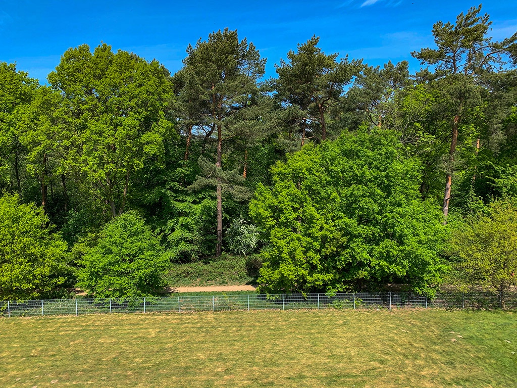 Aus dem 3.Stock  Blick auf den Wald.jpg