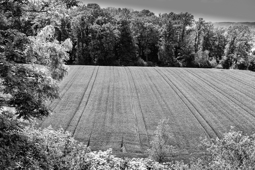 P1060814-Bearbeitet.jpg