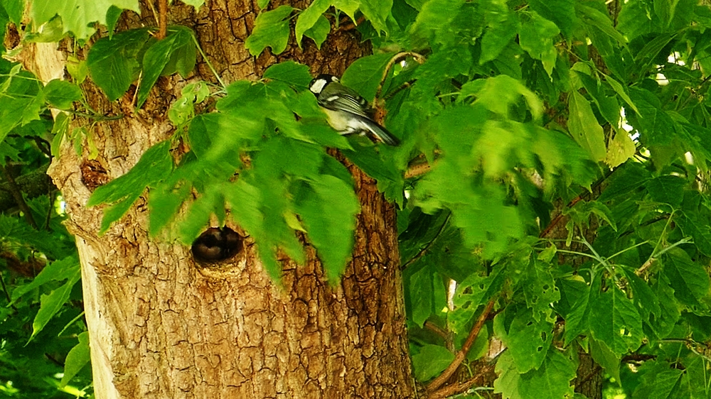 verkl.Spechte Crop.jpg