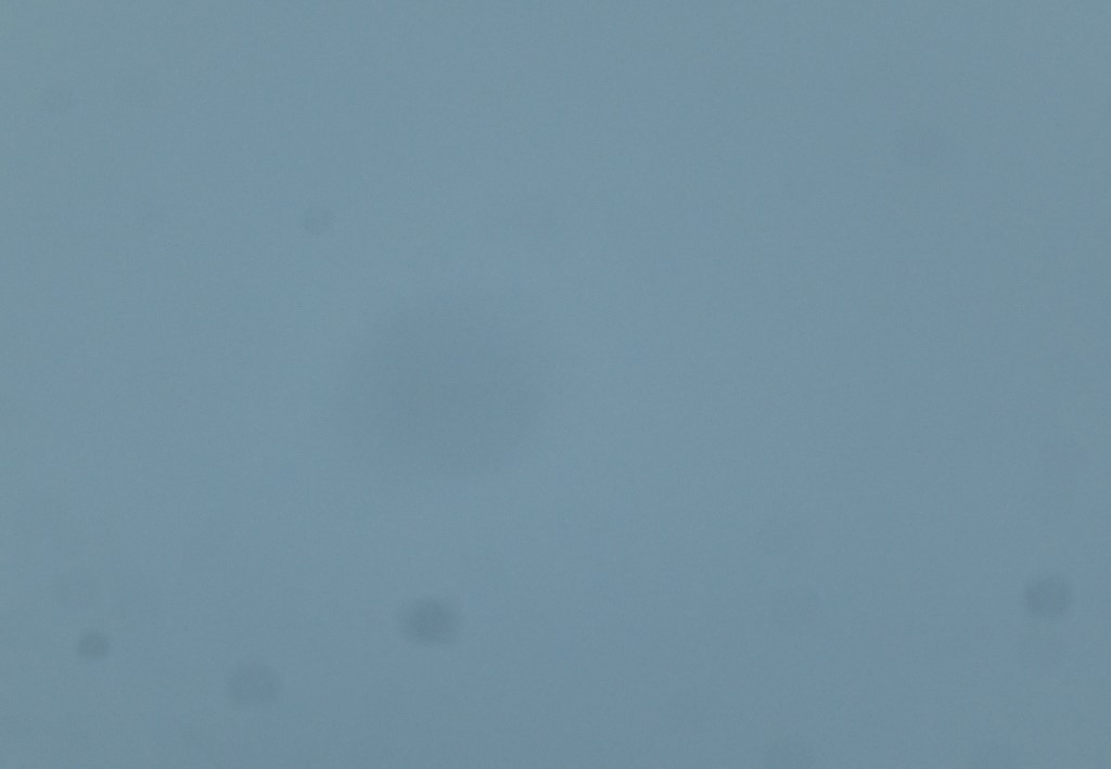 P1150449k.jpg