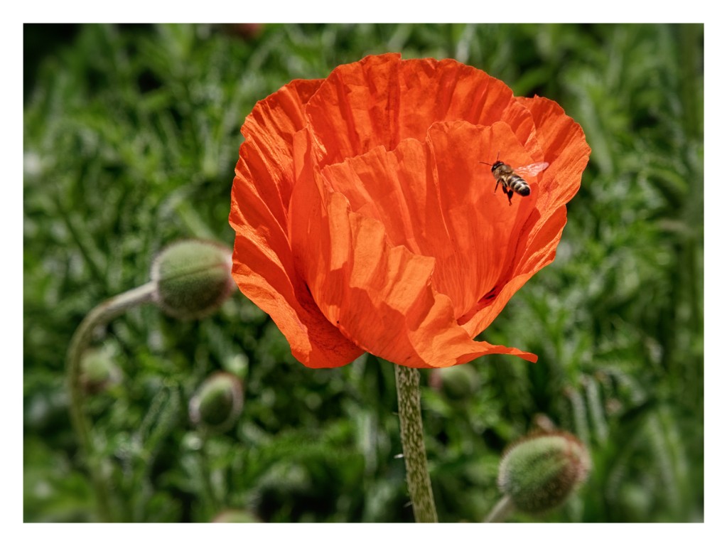 Mohn_mit_Biene_1200px.jpg