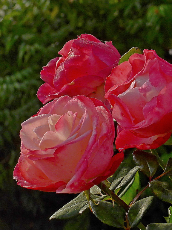 P1040450fs.lf'.JPG