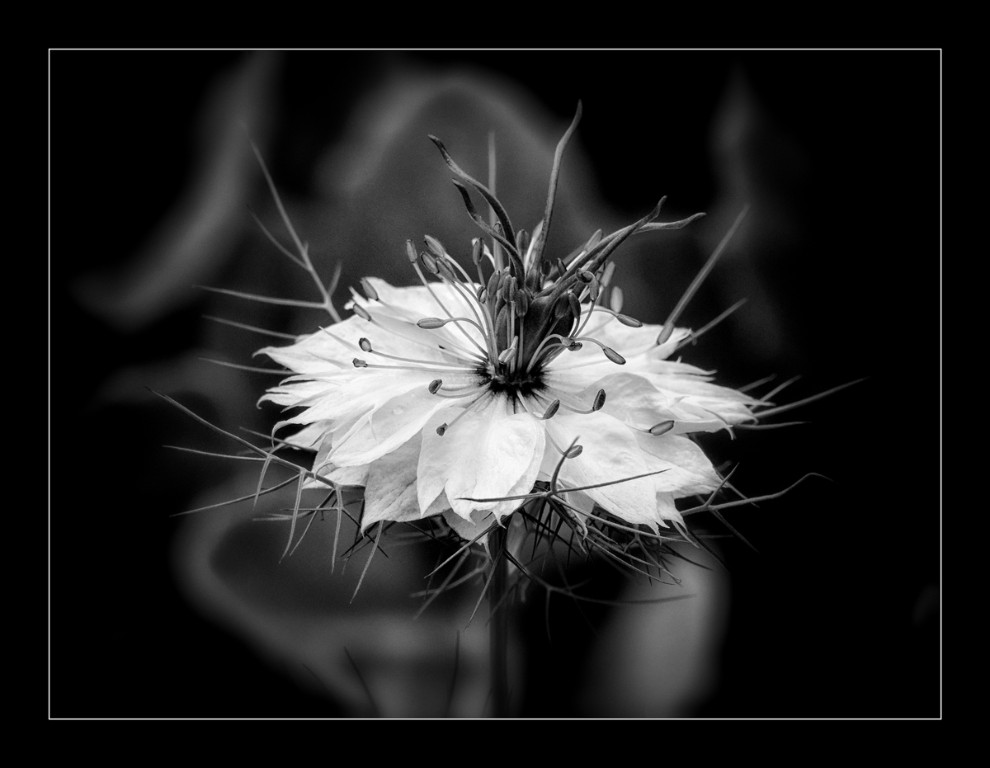 Jungfer_weiss_BW_1200px.jpg