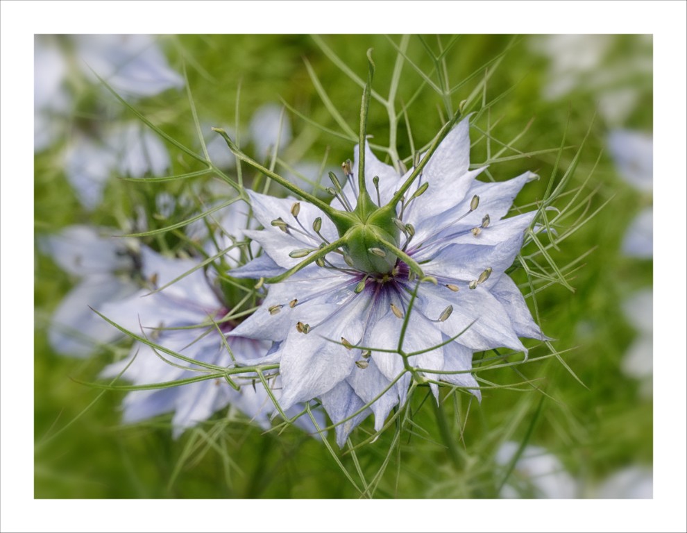 Jungfer_blau_1200px.jpg