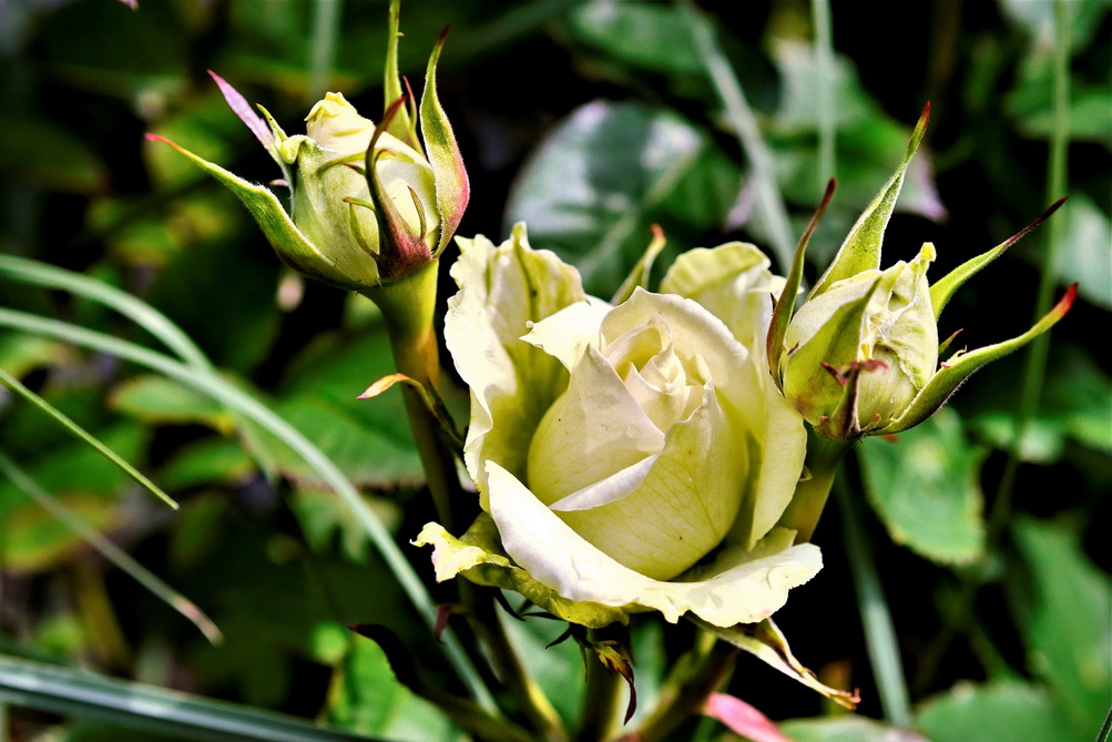 Rose.JPG