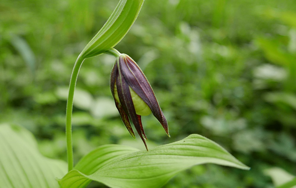 P2060287_knospe.jpg
