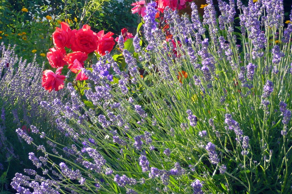 Garten Gimmeldingen_1.jpg