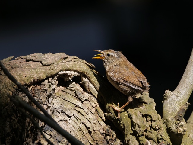 Zaunkönig mit Beute.jpg