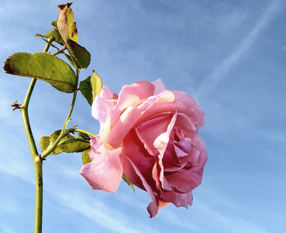 P1010224b_NEWb_1_1.jpg