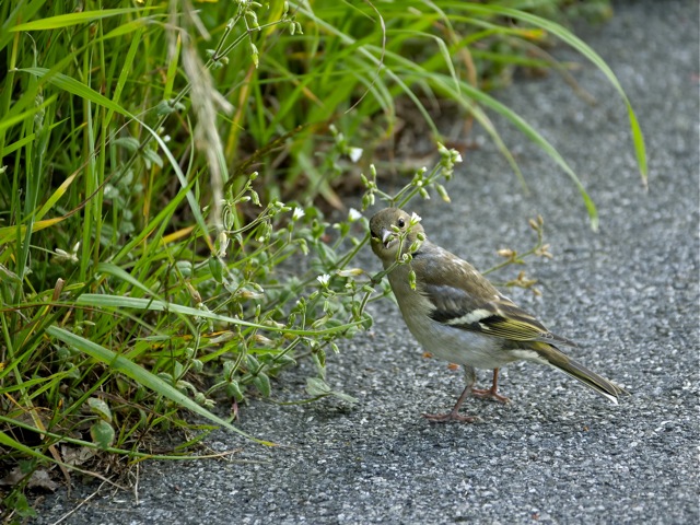 junges Grünfinkweibchen beim Futtern.jpg